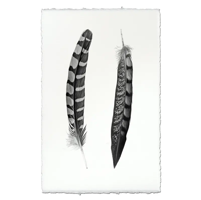 2 Curved Feathers (Partridge Wing / Lady Amherst Pheasant Tail) 2