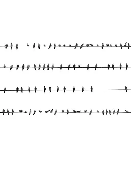 81 Birds On Wires - Oakland, Ca 1