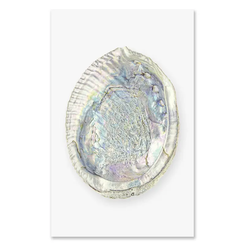 Abalone Grand Format 1