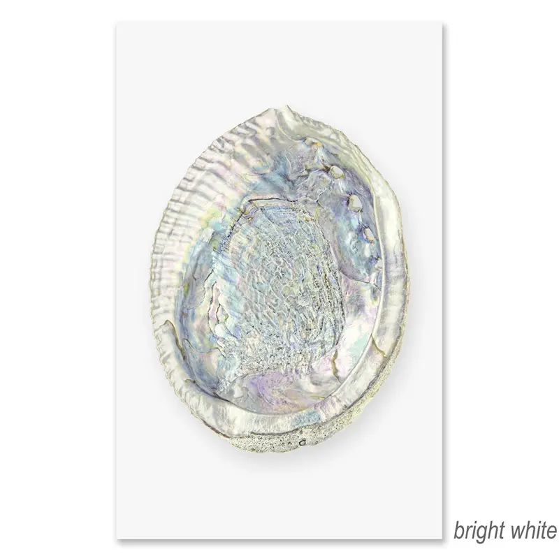 Abalone Grand Format 2