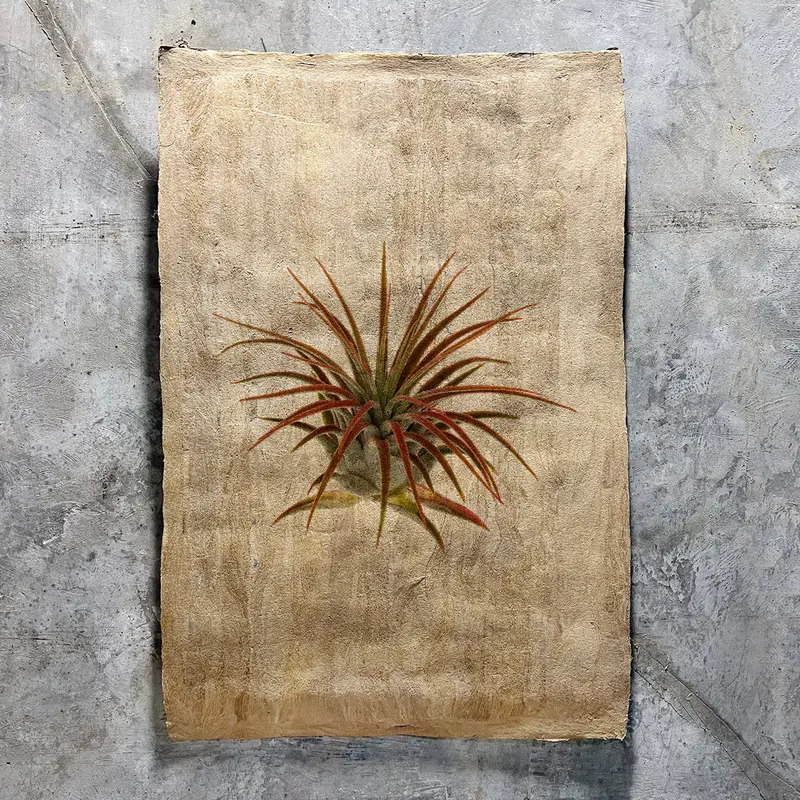 Air Plant #1 (Amate Sierra) 1