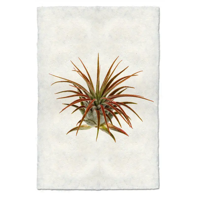 Air Plant #1 (Tillandsia Lonatha) 1