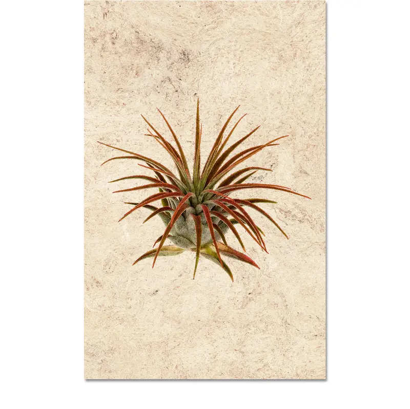 Air Plant #1 (Tillandsia Lonatha) 1
