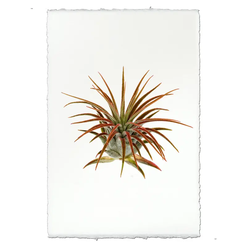 Air Plant #1 (Tillandsia Lonatha) 2