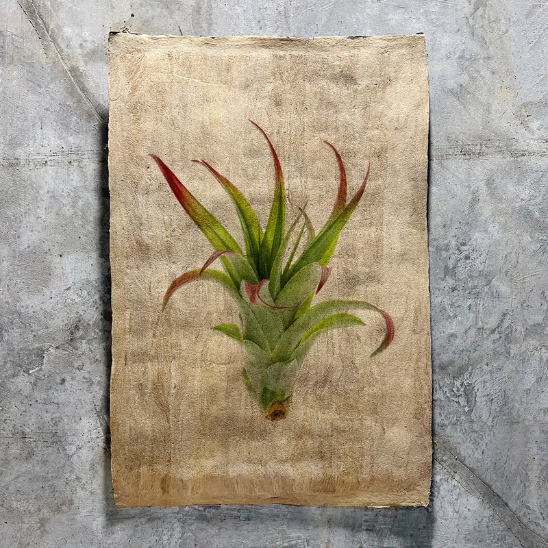 Air Plant #2 (Amate Sierra) 1