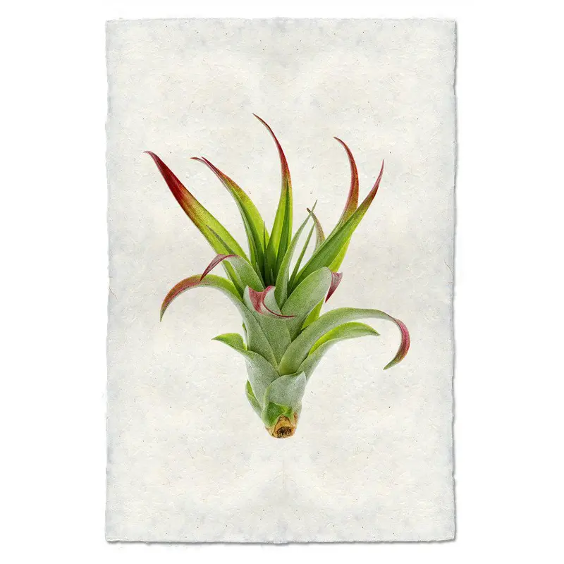 Air Plant #2 (Tillandsia Brachii) 1