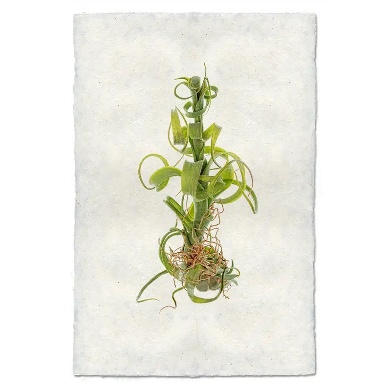 Air Plant #3 (Tillandsia Capitata V. Balbisiana) 1