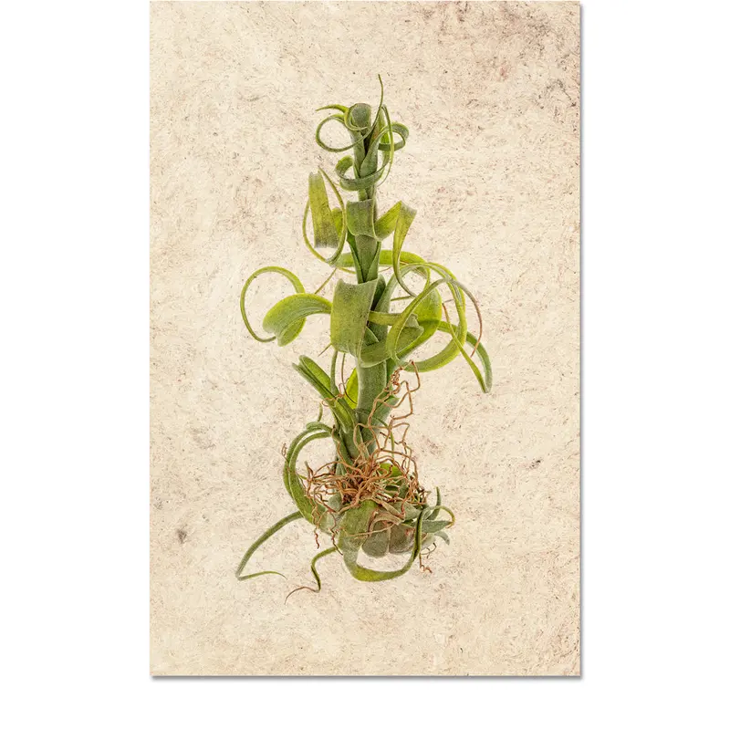 Air Plant #3 (Tillandsia Capitata V. Balbisiana) 1