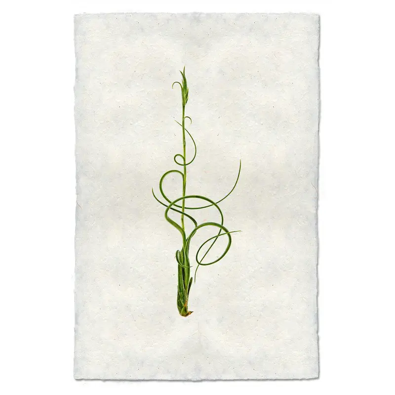 Air Plant #4 (Tillandsia Capitata V. Balbisiana) 1
