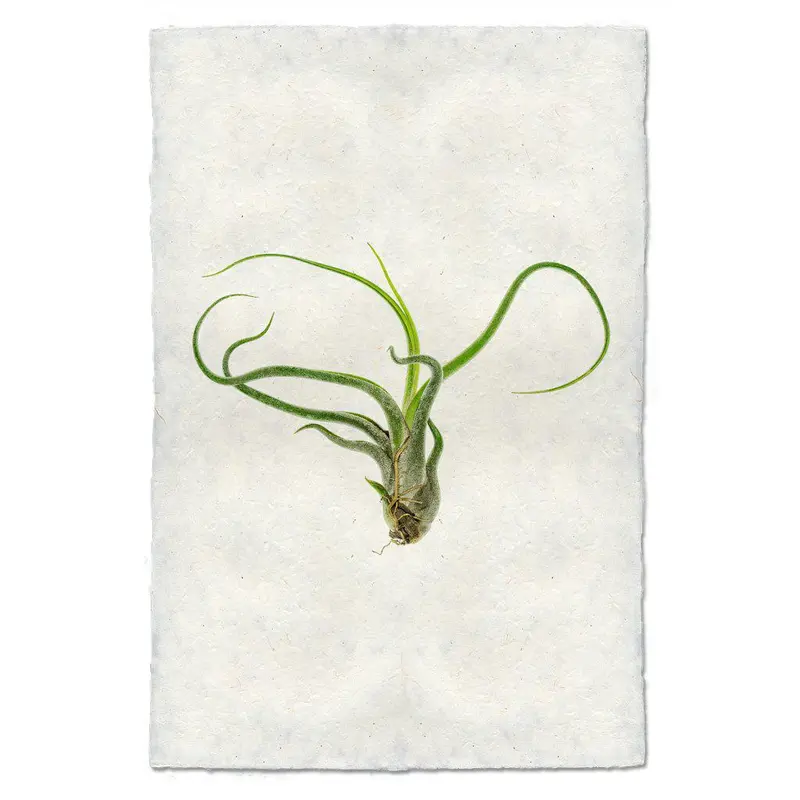 Air Plant #5 (Tillandsia Caput-Medusae) 1