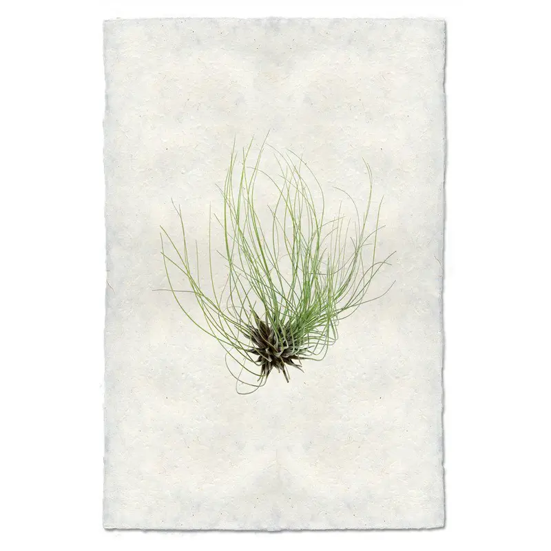 Air Plant #6 (Tillandsia Fuchsii) 1