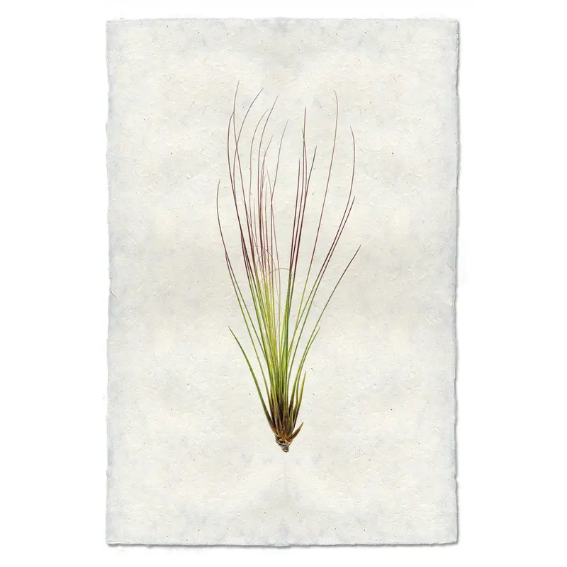 Air Plant #7 (Tillandsia Juncifolia) 1