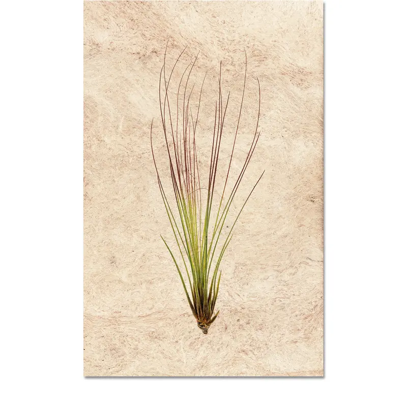 Air Plant #7 (Tillandsia Juncifolia) 1