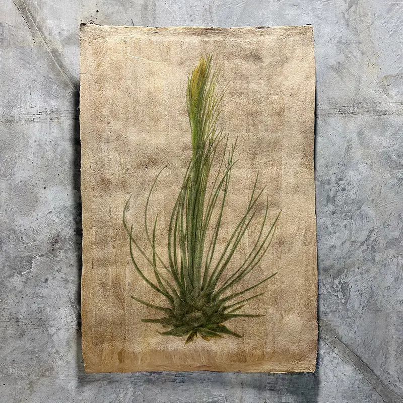 Air Plant #8 (Amate Sierra) 1
