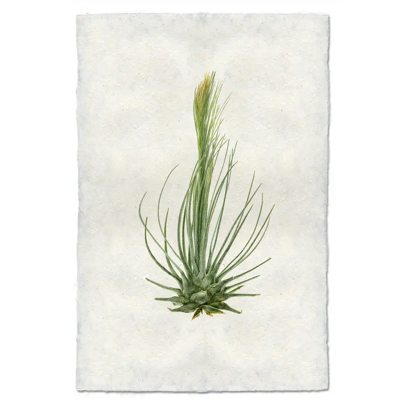 Air Plant #8 (Tillandsia Plumosa) 1