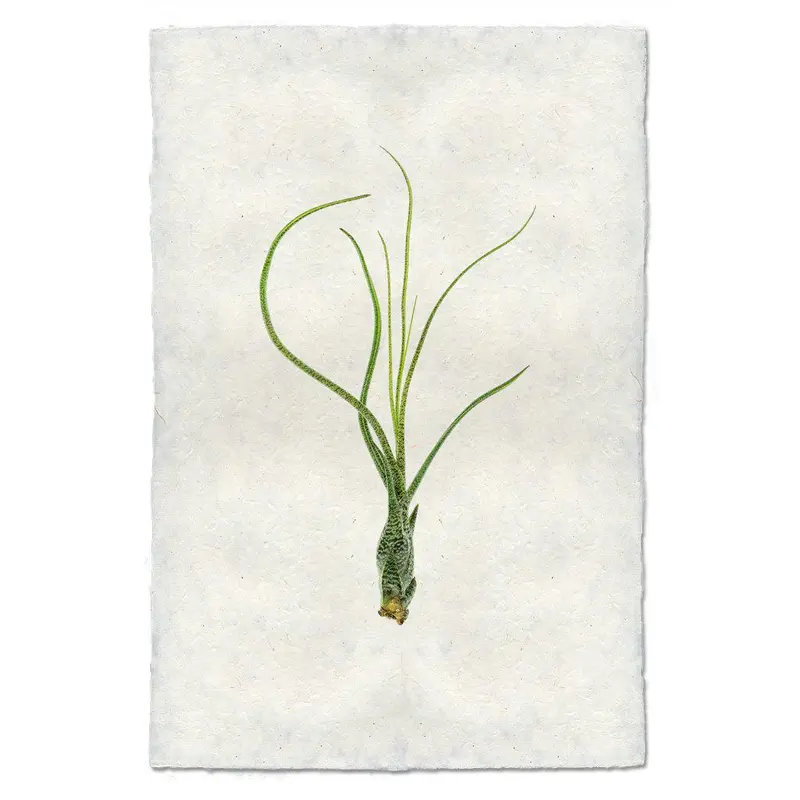 Air Plant #9 (Tillandsia Butzii) 1