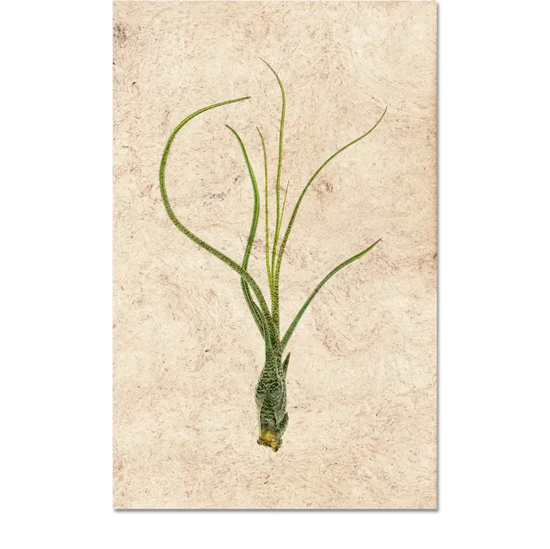 Air Plant #9 (Tillandsia Butzii) 1