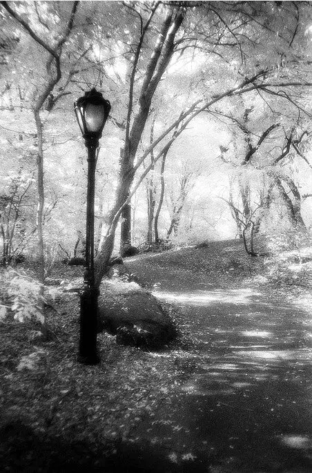 Alone- Central Park, Ny 1