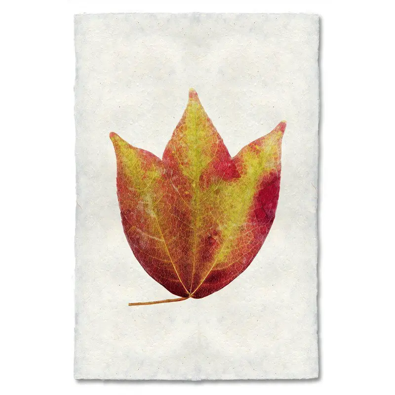 American Cranberry 1