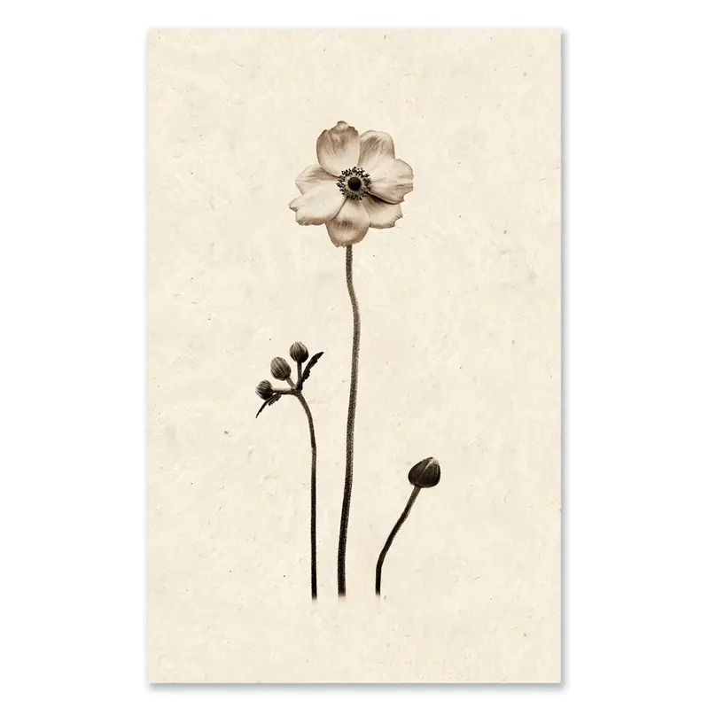 Anemone Grand Format 1