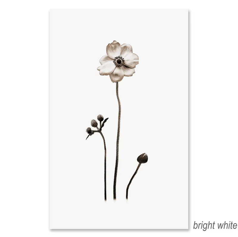 Anemone Grand Format 2