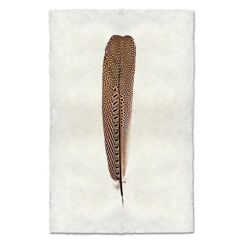 Argus Pheasant #1 1