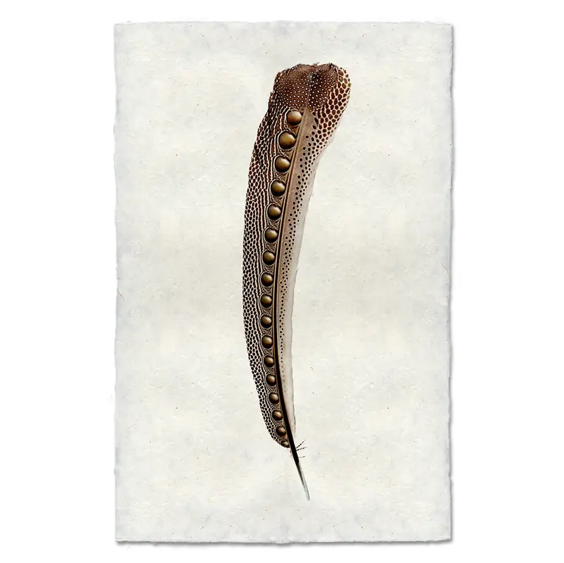 Argus Pheasant #2 1