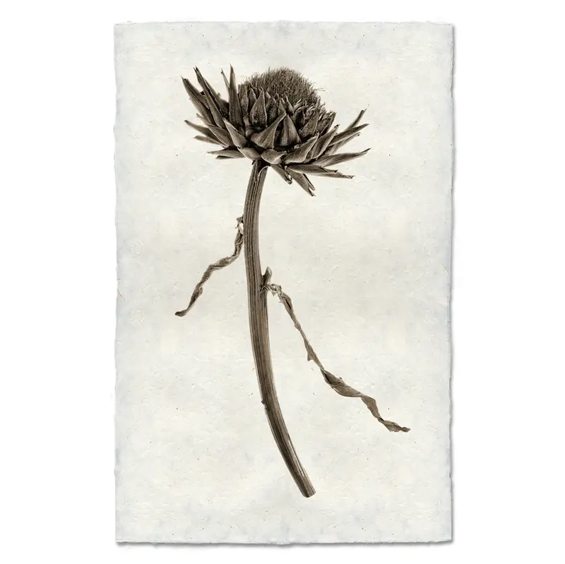 Artichoke Flower 1
