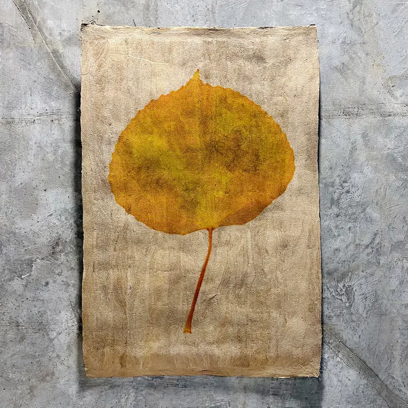 Aspen (Amate Sierra) 1