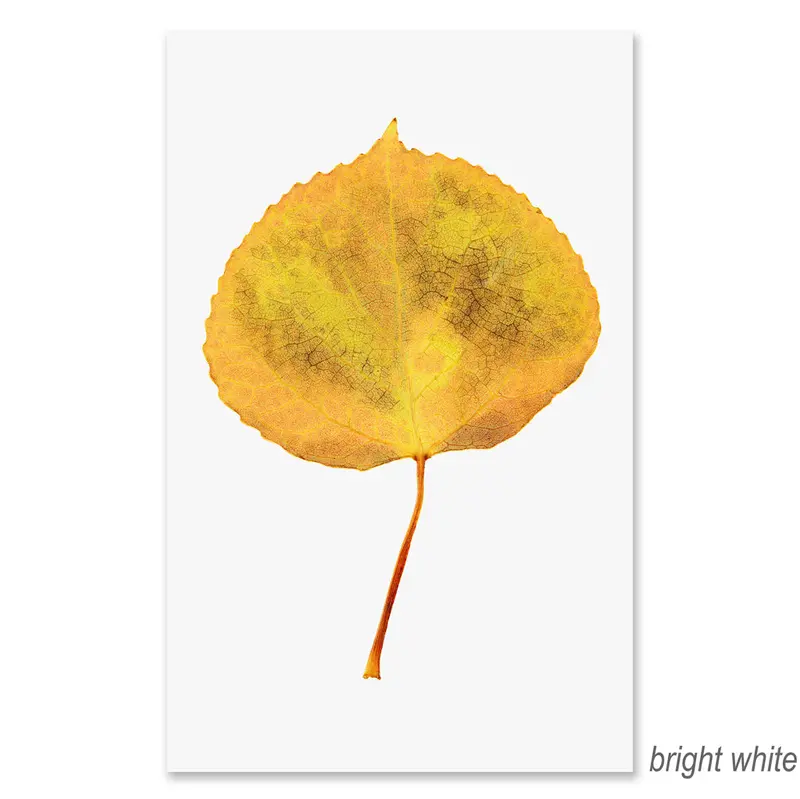 Aspen Grand Format 2