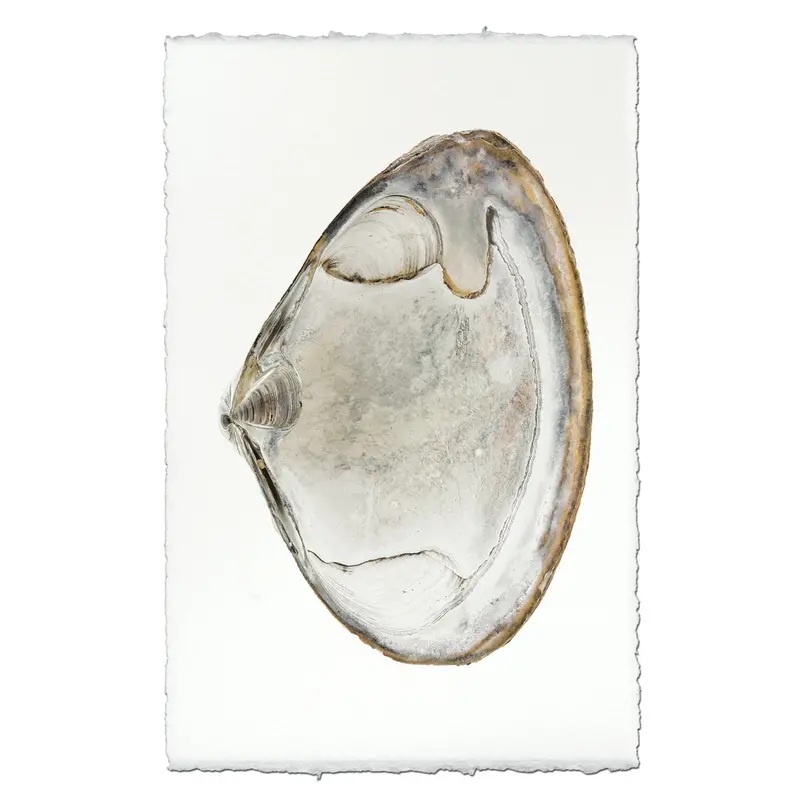 Atlantic Clam #1 1