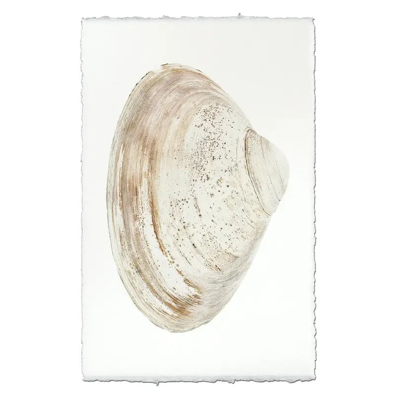 Atlantic Clam #11 1