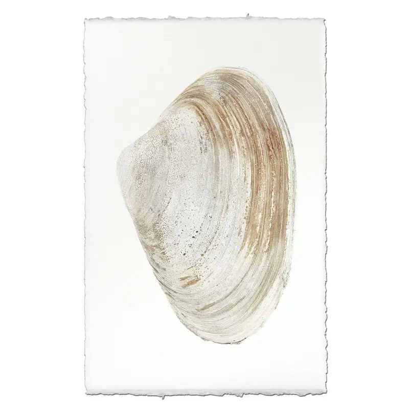 Atlantic Clam #12 1