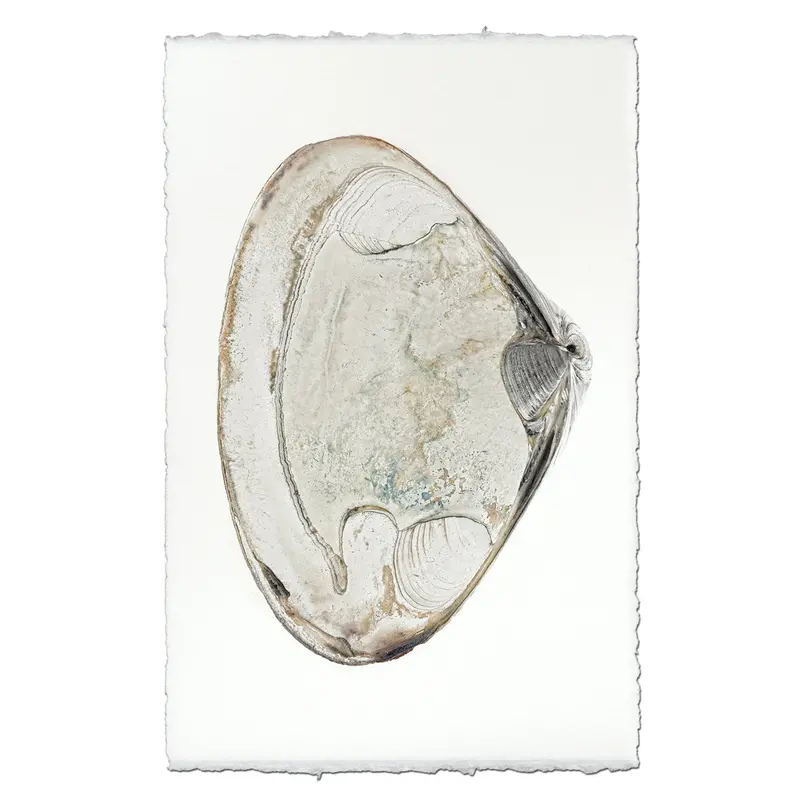 Atlantic Clam #2 1