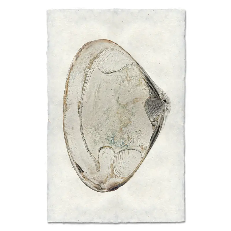 Atlantic Clam #2 2