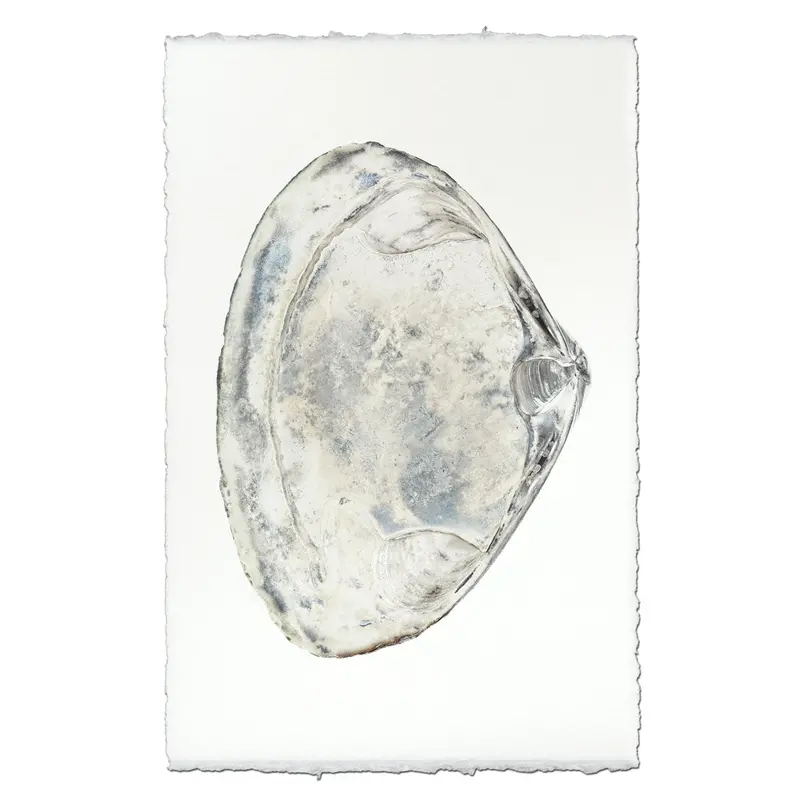 Atlantic Clam #3 1