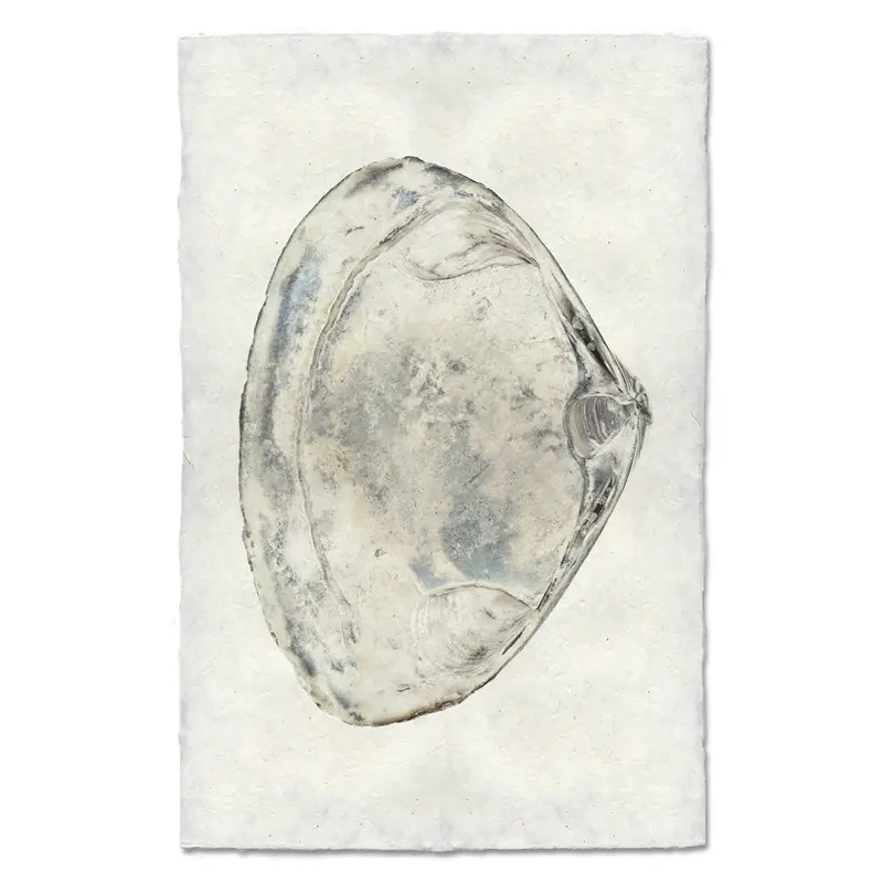 Atlantic Clam #3 2