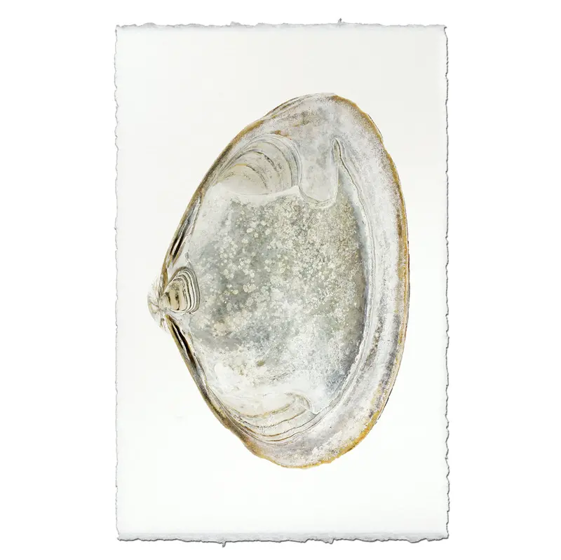 Atlantic Clam #4 1