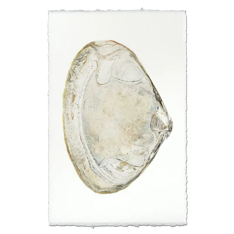 Atlantic Clam #5 1