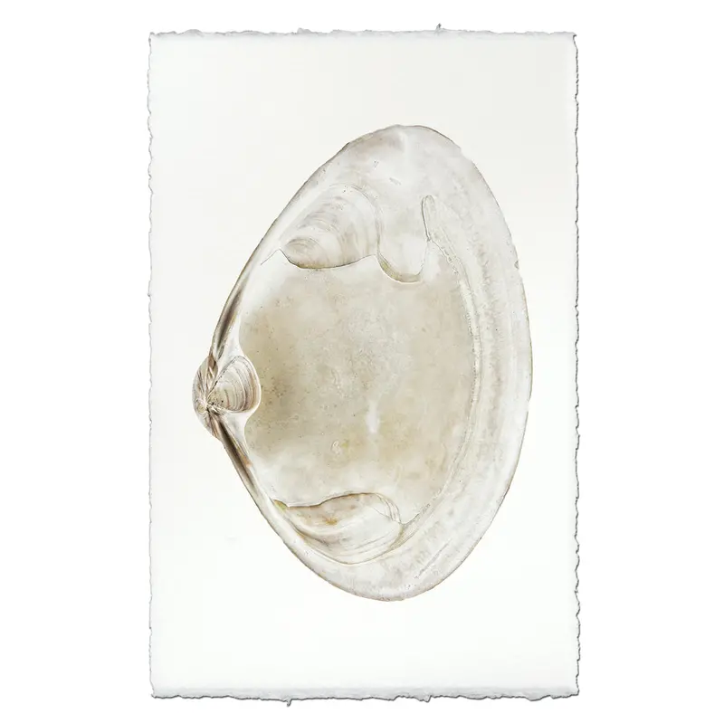 Atlantic Clam #6 1