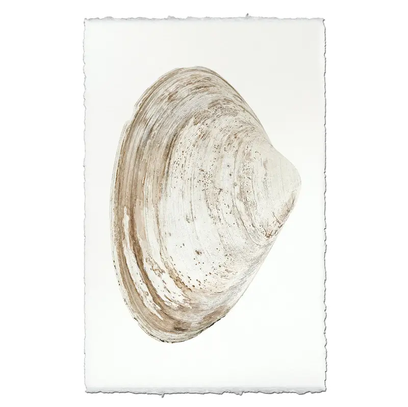 Atlantic Clam #7 1