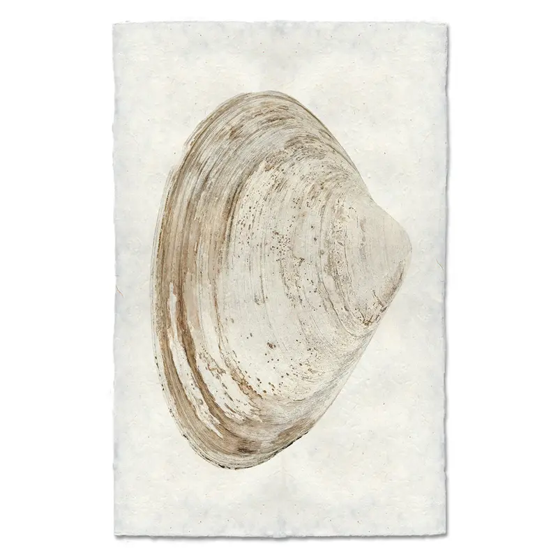 Atlantic Clam #7 2