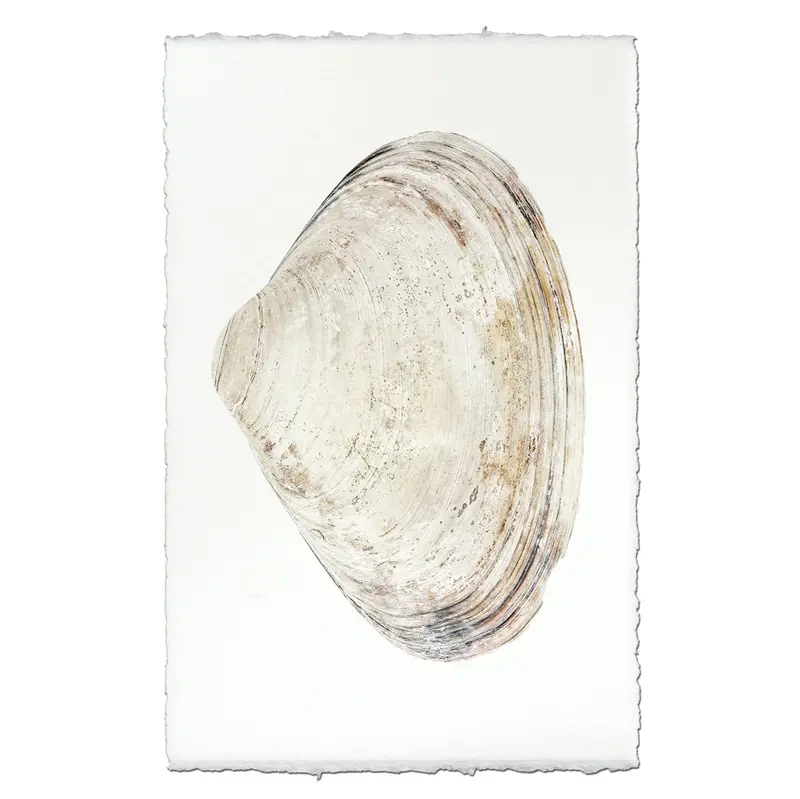 Atlantic Clam #8 1