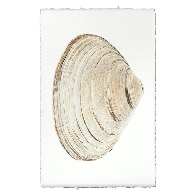 Atlantic Clam #9 1