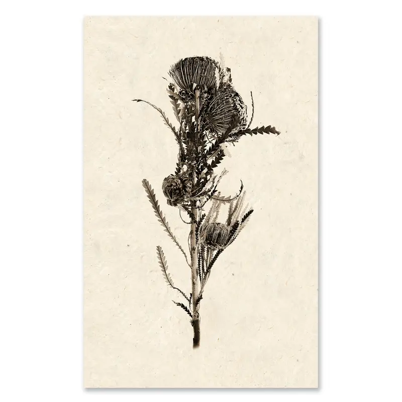 Banksia Grand Format 1