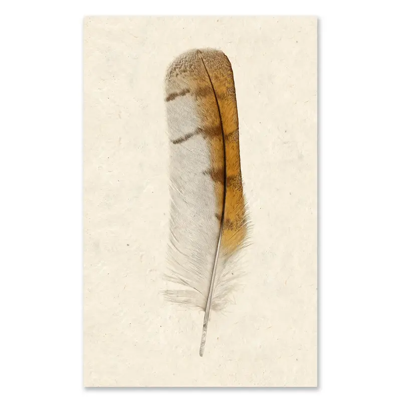 Barn Owl Grand Format 1