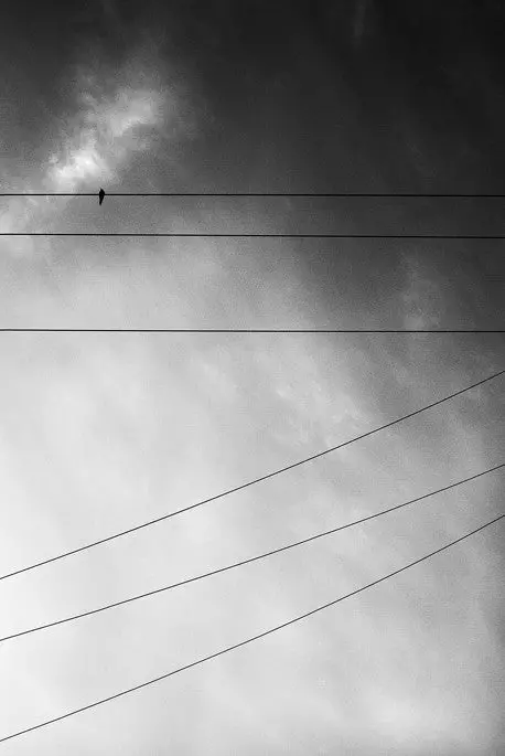 Bird With Six Wires- Oakland, Ca 1