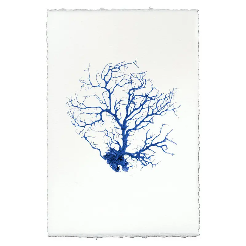 Black Coral Fan #1 1
