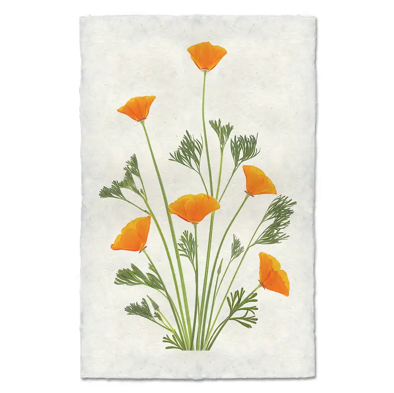 Blooming Poppies #1 1