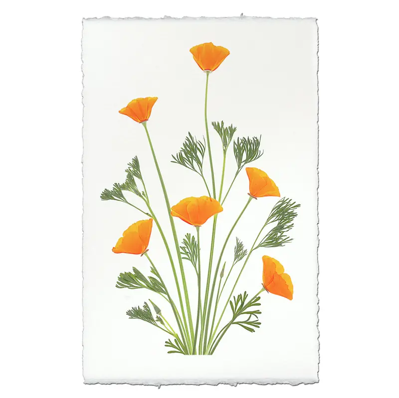 Blooming Poppies #1 2